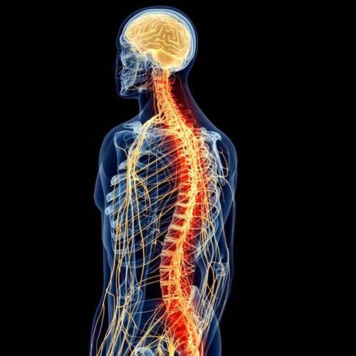 Spinal Cord Injury Lawyer Bellevue, WA - Quick Law Group, PLLC